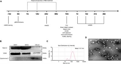 Melatonin Enhances the Therapeutic Effect of Plasma Exosomes Against Cerebral Ischemia-Induced Pyroptosis Through the TLR4/NF-κB Pathway